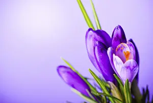 Spring Awakening Flowers Drucke: Crocuses closeup on violet background