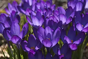 Springtime In Southern Germany Drucke: Crocuses (Crocus), Bavaria, Germany