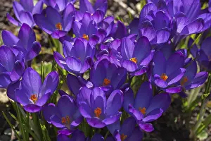 Crocus Blossoms In May Drucke: Crocuses (Crocus), Bavaria, Germany