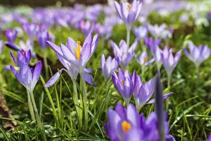 Iridaceae Plant Species Drucke: Crocuses (crocus) in bloom