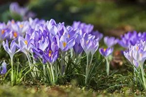 Purple Crocus Blossom Drucke: Crocuses (crocus) in bloom