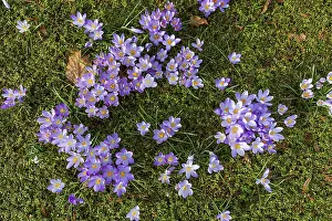 Early Flowering Plants Drucke: Crocuses (crocus) in bloom