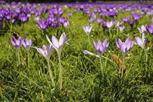 Crocuses In Bloom Drucke: Crocuses (Crocus) in bloom in the meadow