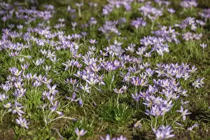 Southern Germany Spring Blooms Drucke: Crocuses (Crocus) in bloom in a meadow