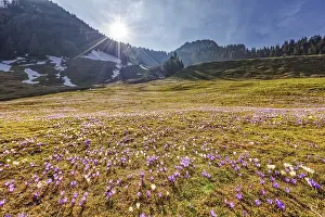 Early Blooming Flowers Drucke: Crocuses (Crocus) blossom, Crocuses