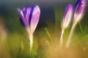 Early Blooming Plants Drucke: Crocuses (Crocus), blue flowering