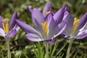 Purple Crocuses Drucke: Crocuses (Crocus), crocuses, purple