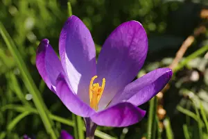 Spring Heralds In Europe Drucke: Crocuses (Crocus), early bloomer