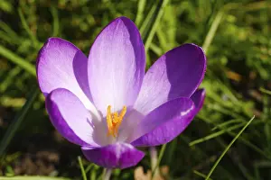 Spring Flowers In Europe Drucke: Crocuses (Crocus), early bloomer