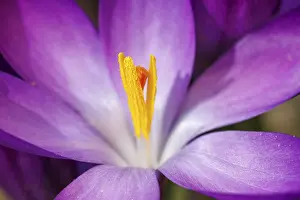 Iridaceae Flowering Plants Drucke: Crocuses (Crocus), flower, Germany