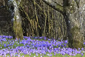 Central Europe Springtime Drucke: Crocuses (Crocus), flowering, spring