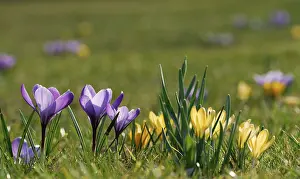 Yellow Flowering Meadow Drucke: Crocuses (Crocus) growing in the grass