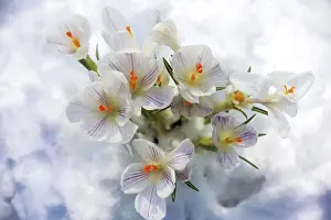 Winter Flowering Plants Drucke: Crocuses (Crocus) growing through the snow