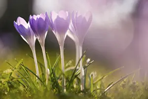 Vernal Flowers Europe Drucke: Crocuses (Crocus) on a meadow, Germany