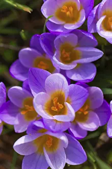 Purple Flowers Drucke: Crocuses (Crocus), Purple, Spring bloomers