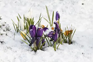 Asparagales Order Flowers Drucke: Crocuses (Crocus) in the snow