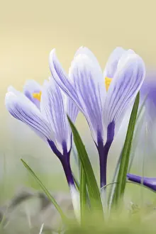 Central Europe Garden Scene Drucke: Crocuses (Crocus spec.) in bloom in spring