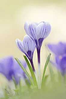 Early Spring Flowers Europe Drucke: Crocuses (Crocus spec.) in bloom in spring