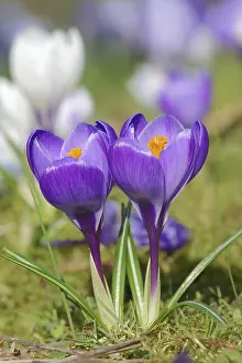 Deserted Garden Scene Germany Drucke: Crocuses (Crocus spec.) in bloom in spring