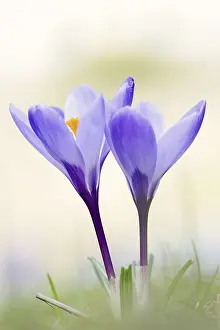 Crocus Flowers Drucke: Crocuses (Crocus spec.) in bloom in spring
