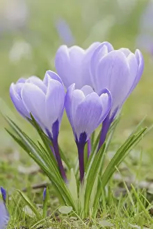Crocus In Bloom Drucke: Crocuses (Crocus spec.) in bloom in spring