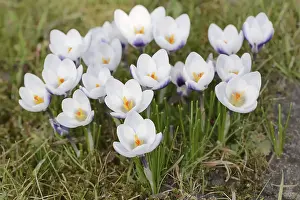 Ornamental Plants Europe Drucke: Crocuses (Crocus spec.) in bloom in spring