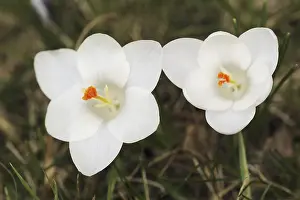European Garden Flowers Drucke: Crocuses (Crocus spec.) in bloom in spring