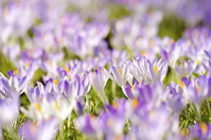 Deserted Flower Meadow Drucke: Crocuses (Crocus vernus) in spring