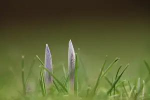 Iridaceae Inflorescence Images Drucke: Crocuses (Crocus), Winter, Germany