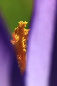 Early Flowering Plants Drucke: Crocuses (Crocus), Winter, Germany