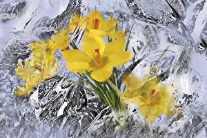 Spring Herald Drucke: Crocuses enveloped in ice