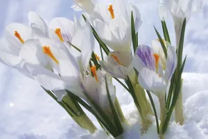 Wintry Nature Scene Drucke: Crocuses in the snow