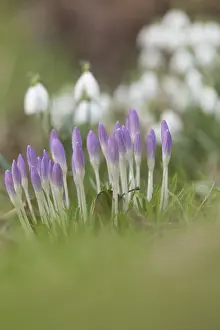 No People In Bloom Drucke: Crocuses in spring