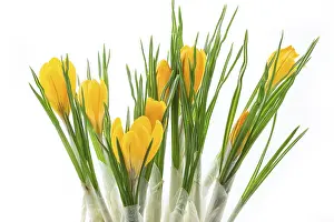 Isolated Flower Photography Drucke: Crocuses on a white background