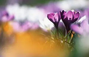 Spring Crocus Drucke: Crocusses