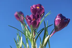 Purple Crocuses Drucke: Crocusses