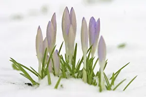 Early Flowering Plants Drucke: Crocusses in snow