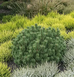 Common Heather Bloom Drucke: Crooked pine (Pinus mugo Humpy')