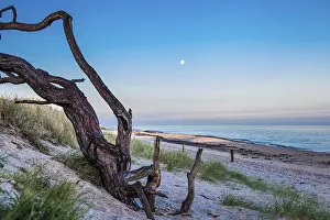 Morning Light Coastal Scene Drucke: Crooked tree grows on the beach