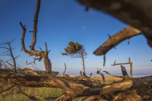 Deserted Coastal Scene Drucke: Crooked tree grows on the beach