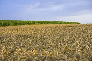 Cereal Cultivation Europe Drucke: Crop field in the evening light