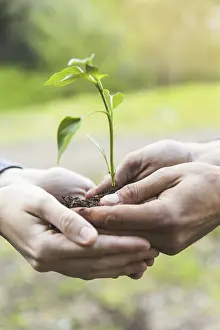 Desolate Garden Scene Drucke: Crop hands holding sapling (1)