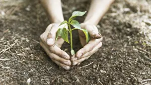 Agriculture Equipment Drucke: Crop hands saving sprout