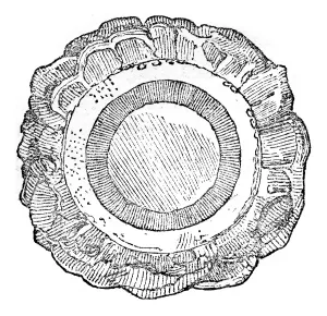 Travel Photography Art Drucke: Cross section of a recent trunk Zamia