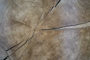 British Tourist Attraction Images Drucke: Cross-section through a tree trunk with annual rings