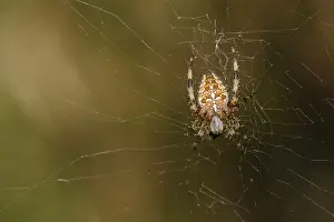 Wild Arachnid Photography Drucke: Cross spider sitting in their network
