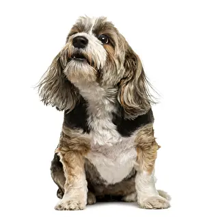 Crossbreed Dog Drucke: Crossbreed barking in front of white background