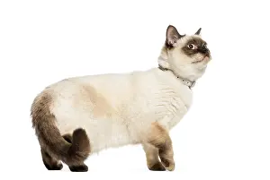 Studio Shot Mammal Drucke: Crossed cat in front of white background