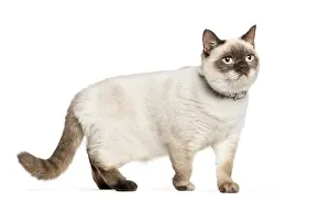 Cat On White Background Drucke: Crossed cat in front of white background