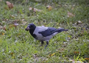 Drucke von Krähe hält einen Adler in ihrem Schnabel. Krähen mit Kapuze auf dem Gras. Ein Vogel der Familie Corvidae Aaskrähe Drucke: Krähe, die einen Adler im Schnabel hält.